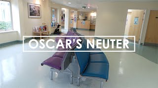 Bunny Vlogs: Oscar's Neuter