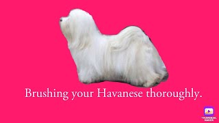 Havanese dogs - Brushing your Havanese properly at home.