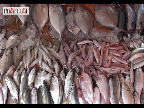 Video: Cách Nhận Biết Cá Trích đỏ