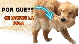 POR QUE MI PERRO SE MUERDE LA COLA ? by Mundo Animal 100 views 2 months ago 1 minute, 6 seconds