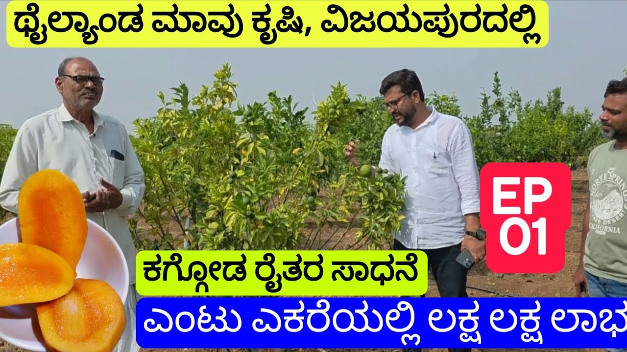 01# ಥೈಲ್ಯಾಂಡ ಮಾವು ಕೃಷಿ ವಿಜಯಪುರದಲ್ಲಿ॥Thailand Mango Farming in VIJAYAPUR Karnataka॥IGKannur Vlogs 