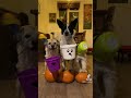 This is howloween dog tricks