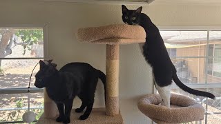 Fun Little Day in the Kitty Cottage with Cato, Tipsy and Beans!