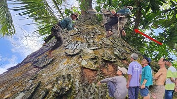 Cưa Cây Sà Cừ To Khủng Lồ, Lâu Năm, Cây Khô, Xem Mà Hồi Hợp, Cưa Kỹ Thuật, 234
