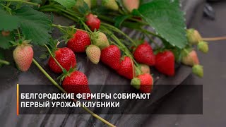 Белгородские Фермеры Собирают Первый Урожай Клубники