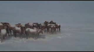 В Атыраускую область по бурану забрёл табун лошадей из соседнего региона