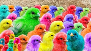 Menangkap ayam lucu, ayam rainbow, ayam warna warni, bebek, kelinci, hamster, marmut, kura kura