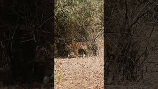 New Safari Series, Kanha National Park #travelfromhome #tigerreserve #shorts #dhurandhar #wildlife