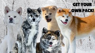 HOW to make several Dogs COEXIST peacefully (even AKITA Inus)