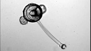 Chemical Reaction Causes Microscopic Tube Growth