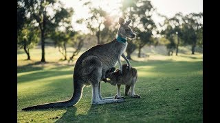 Видео для детей - Животные для детей - Кенгуру - Детские песни - Помогите кенгуру