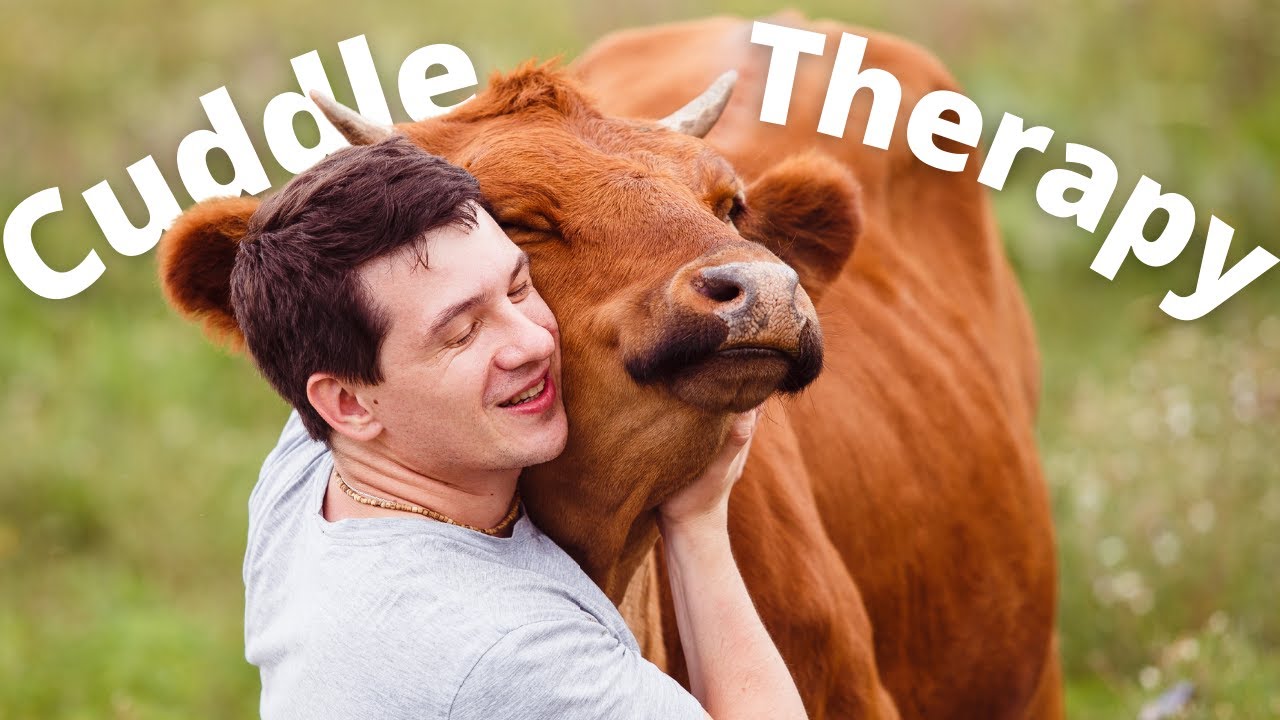 Cow Hugging Therapy, New Zealand Cow & Sheep Fart Tax | KYN Weekly Animals