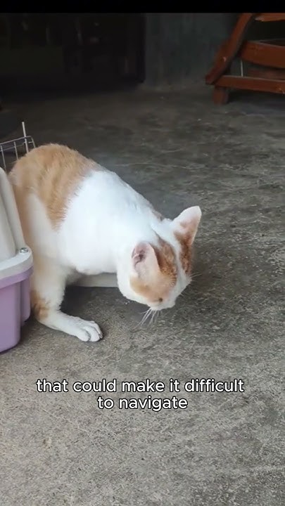 adopting-an-adult-orange-cat-vs-kitten-which-is-better-for-you-youtube