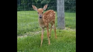 Tiny Baby Deer Asks People to Rescue Her \/\/ Most Funny and Cute Baby Deer Videos Compilation
