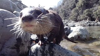 Let's follow the trail of Aty's adventure [Otter life Day 245]【カワウソアティとにゃん先輩】