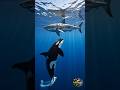 When The Ocean's Greatest Hunter Became The Hunted #GreatWhiteShark #Orca #KillerWhale #SharkWeek