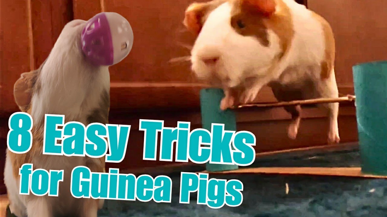 Простые трюки для морских свинок!