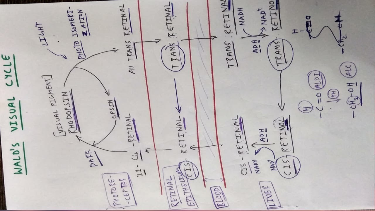 Visual Cycle Flow Chart