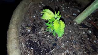 Weed grow