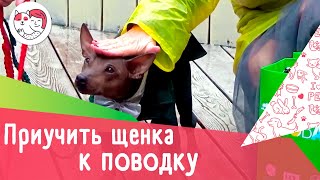 4 совета, как приучить щенка к поводку