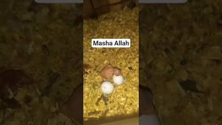 Masha Allah Ringneck Parrots Off Season Breed #youtubeshort #globalbirdslovers #ringneck_parrot