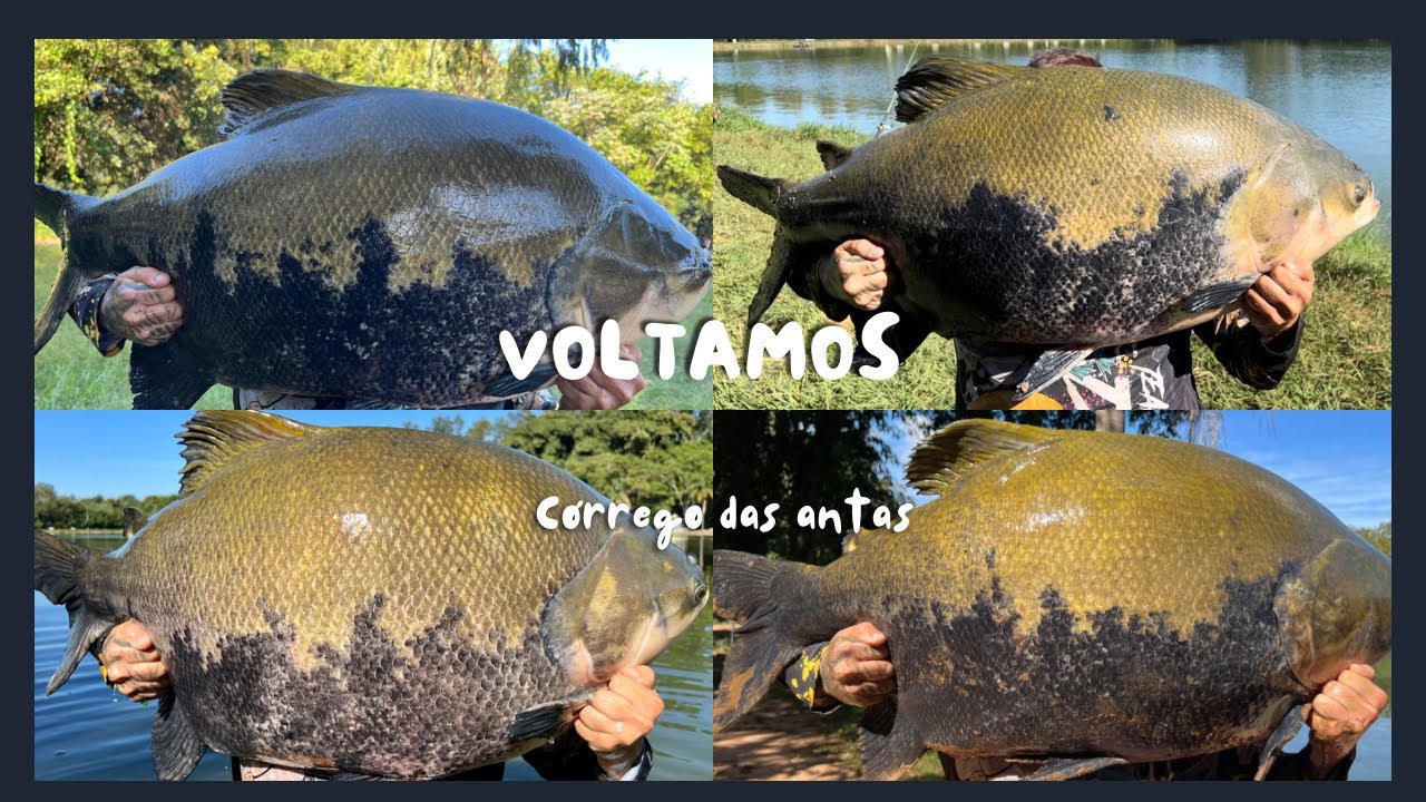 CÓRREGO DAS ANTAS/A CASA DOS MONSTROS/ 4 TRINTADAS