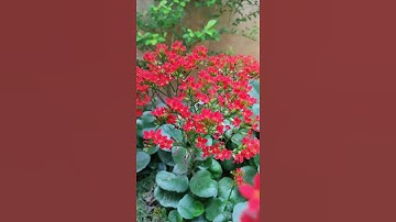 Motorola one fusion plus camera video recording