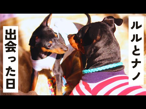 先住犬がピンシャーの子犬と仲良くなるまで【多頭飼い】