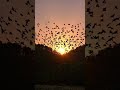 #nature