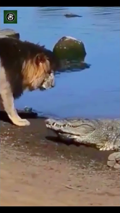 Ketika seekor buaya segan untuk memangsa singa Si raja hutan