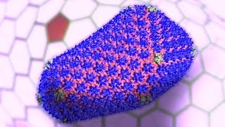 Targeting the HIV Virus: Researchers Solve the Structure of HIV-1 Capsid (IMPROVED AUDIO)