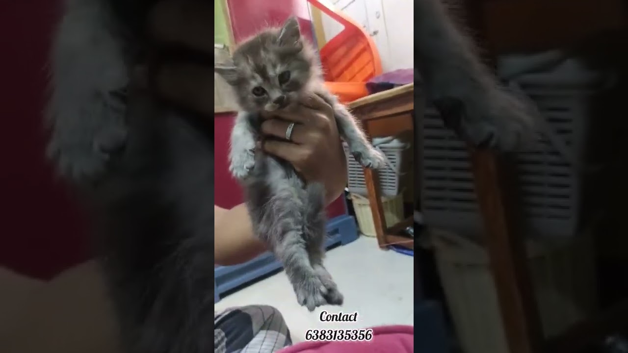 persian cat for low price/male&female kitten persian/persian cats for