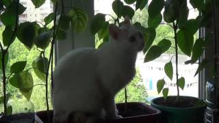 кошки охотятся на муху кошки охотятся на муху