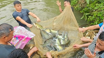 Cá Dầm Xanh khủng 2kg (piaMi)cá thần vét ao cùng Sự Béo vịt suối 10kg Minh Sơn. Nguyễn Tất Thắng