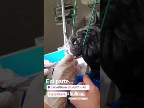 Video: Demografia E Disturbi Della Popolazione Del Bulldog Francese Sotto Cure Veterinarie Primarie Nel Regno Unito Nel