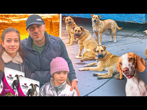 როგორ გავატარეთ ერთი დღე ძაღლების თავშესაფარში