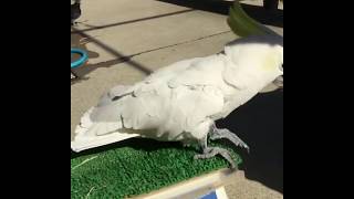 【京都市動物園 アオメキバタン】体重は581gのオキバさん