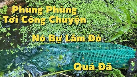 Phùng Phùng Bự Lắm Rồi Nó Bự Lắm Không Xuống Được Cái Ống Luôn Rồi | Cù Lao Dung Vlogs #850