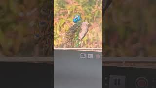 Nikon P1000 Superzoom Wildlife Photography