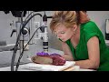 Smithsonian Assists FBI in Minnesota Ruby Slippers Case