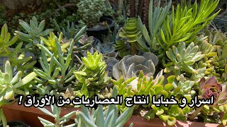 أسرار و طرق نجاح إكثار العصاريات من الورق ( الدليل الشامل) succulents leaves propagation secrets!