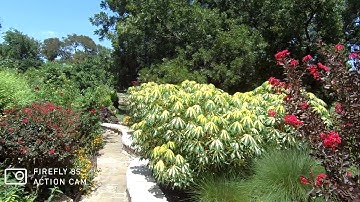 Hawkeye Firefly 8S 1080p60 with Zhiyun Smooth Q Gimbal