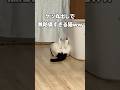 ケツ丸出しの猫が床に転がってた