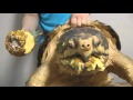 巨大ワニガメパイナップル斬り Alligator snapping turtle snaps a Pineapple off (Черепаха откусывает ананас)