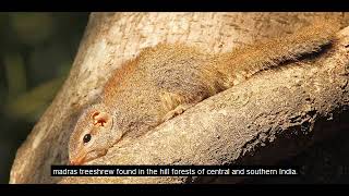 madras hedgehog, indian treeshrew, loris, stump macaque,