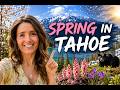 Spring in Tahoe Hits Different 🌲❄️☀️