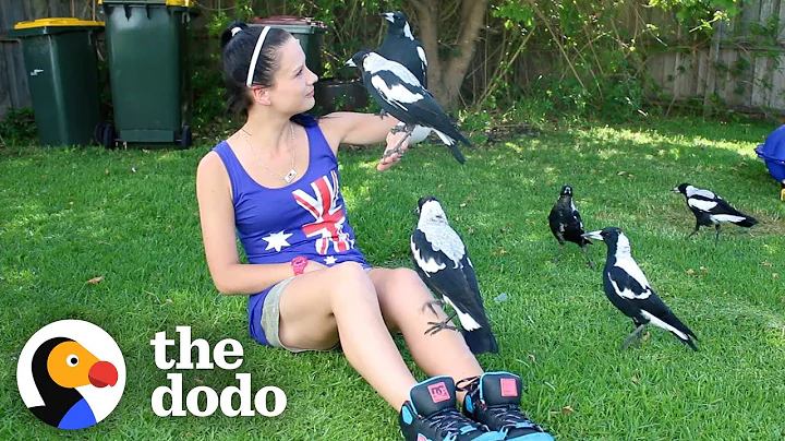 Woman Gives Toys to a Wild Magpie — and He Invites His Friends Over to Play | The Dodo Wild Hearts - DayDayNews