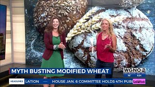 FUELED Wellness + Nutrition | Myth Busting Genetically Modified Wheat