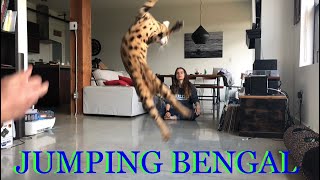 How High Can Bengal Cats Jump?