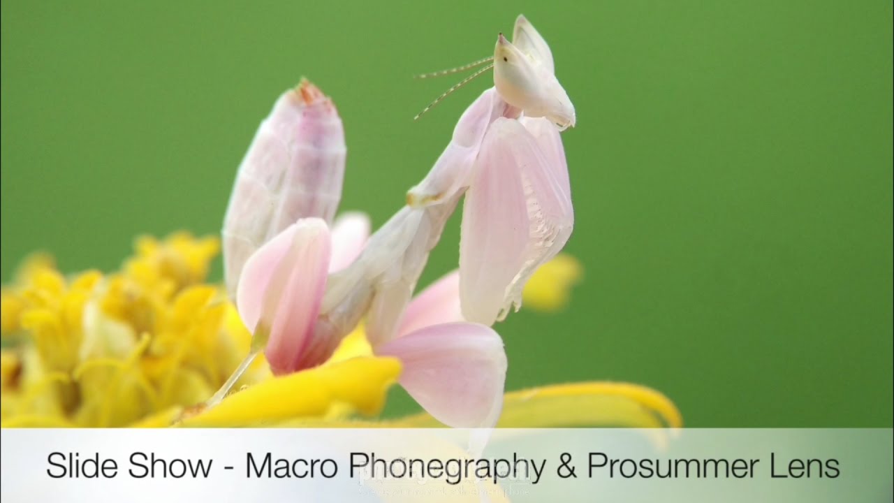 SlideShow - Macro Phonegraphy & Lens Prosummer
